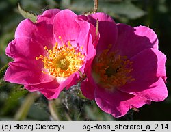 Rosa sherardii (róża zapoznana)