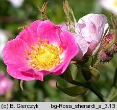 Rosa sherardii (róża zapoznana)