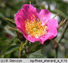 Rosa sherardii (róża zapoznana)