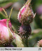 Rosa sherardii (róża zapoznana)