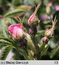 Rosa sherardii (róża zapoznana)