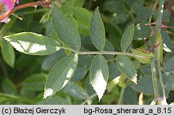 Rosa sherardii (róża zapoznana)