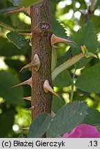 Rosa sherardii (róża zapoznana)