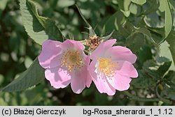 Rosa sherardii (róża zapoznana)