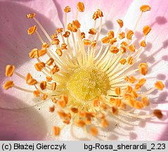 Rosa sherardii (róża zapoznana)