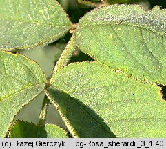 Rosa sherardii (róża zapoznana)