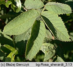 Rosa sherardii (róża zapoznana)