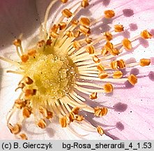 Rosa sherardii (róża zapoznana)