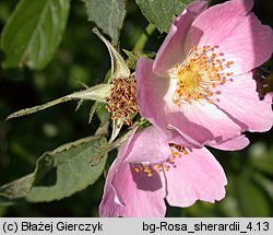 Rosa sherardii (róża zapoznana)