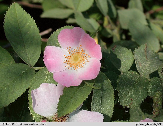 Rosa sherardii (róża zapoznana)