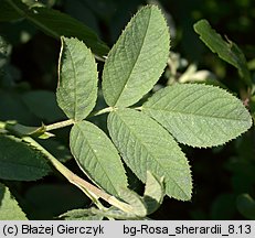 Rosa sherardii (róża zapoznana)