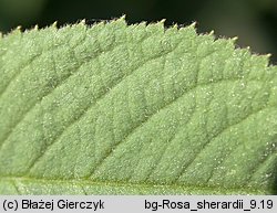 Rosa sherardii (róża zapoznana)