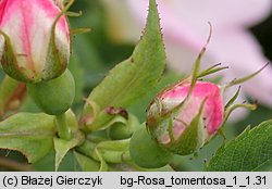 Rosa tomentosa (róża kutnerowata)