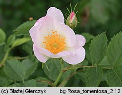 Rosa tomentosa (róża kutnerowata)