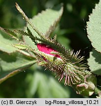 Rosa villosa (róża jabłkowata)