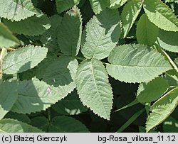 Rosa villosa (róża jabłkowata)