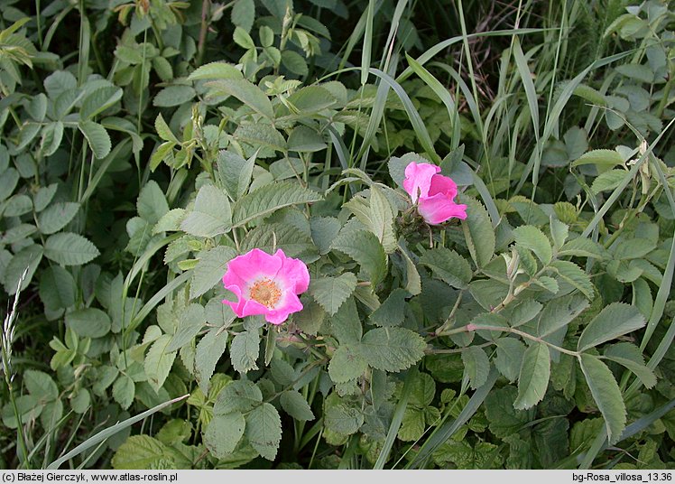 Rosa villosa (róża jabłkowata)