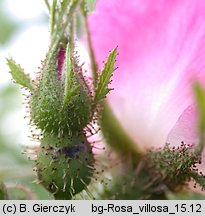 Rosa villosa (róża jabłkowata)