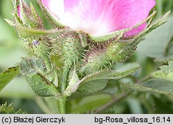 Rosa villosa (róża jabłkowata)