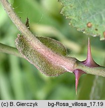 Rosa villosa (róża jabłkowata)