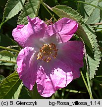 Rosa villosa (róża jabłkowata)