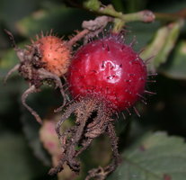 Rosa villosa (róża jabłkowata)