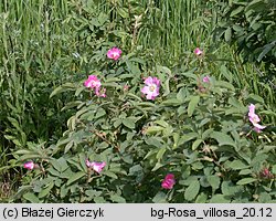 Rosa villosa (róża jabłkowata)