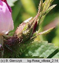 Rosa villosa (róża jabłkowata)