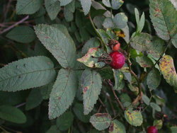 Rosa villosa (róża jabłkowata)