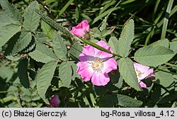 Rosa villosa (róża jabłkowata)