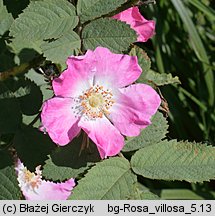 Rosa villosa (róża jabłkowata)