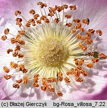 Rosa villosa (róża jabłkowata)