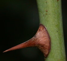 Rosa villosa (róża jabłkowata)