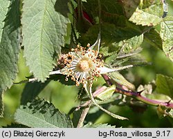 Rosa villosa (róża jabłkowata)