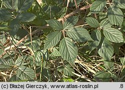 Rubus apricus (jeżyna słoneczna)