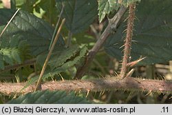 Rubus apricus (jeżyna słoneczna)