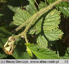 Rubus apricus (jeżyna słoneczna)