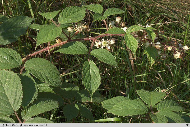 Rubus apricus (jeżyna słoneczna)