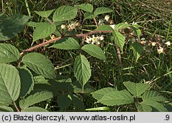 Rubus apricus (jeżyna słoneczna)