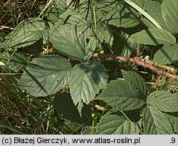 Rubus apricus (jeżyna słoneczna)