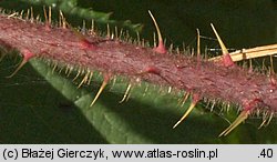 Rubus apricus (jeżyna słoneczna)