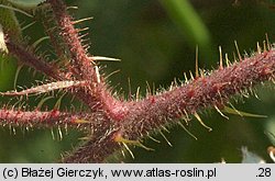 Rubus apricus (jeżyna słoneczna)