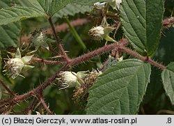 Rubus apricus (jeżyna słoneczna)