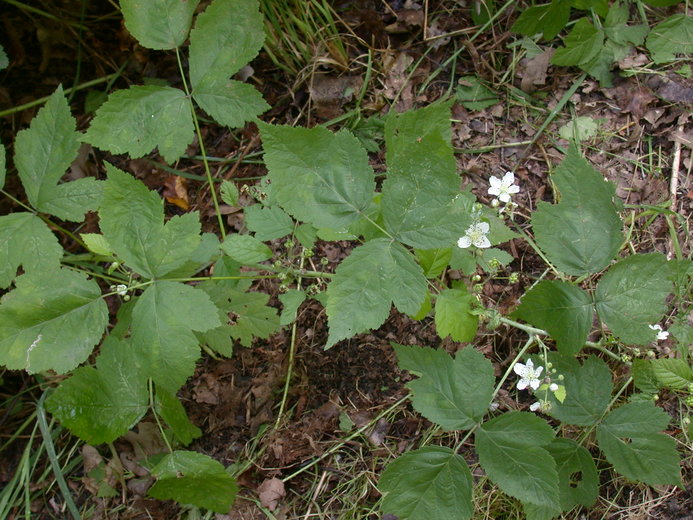 Rubus caesius (jeżyna popielica)