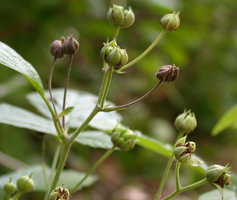 Rubus caesius (jeżyna popielica)