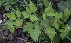 Rubus xpseudidaeus