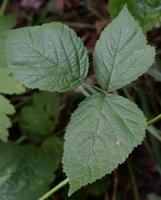 Rubus caesius (jeżyna popielica)