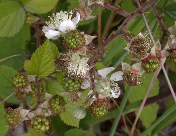 Rubus corylifolius agg. (jeżyna leszczynolistna)