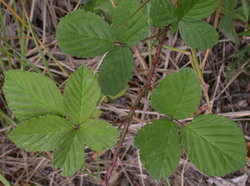 Rubus corylifolius (jeżyna leszczynolistna)