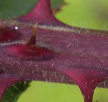 Rubus corylifolius (jeżyna leszczynolistna)